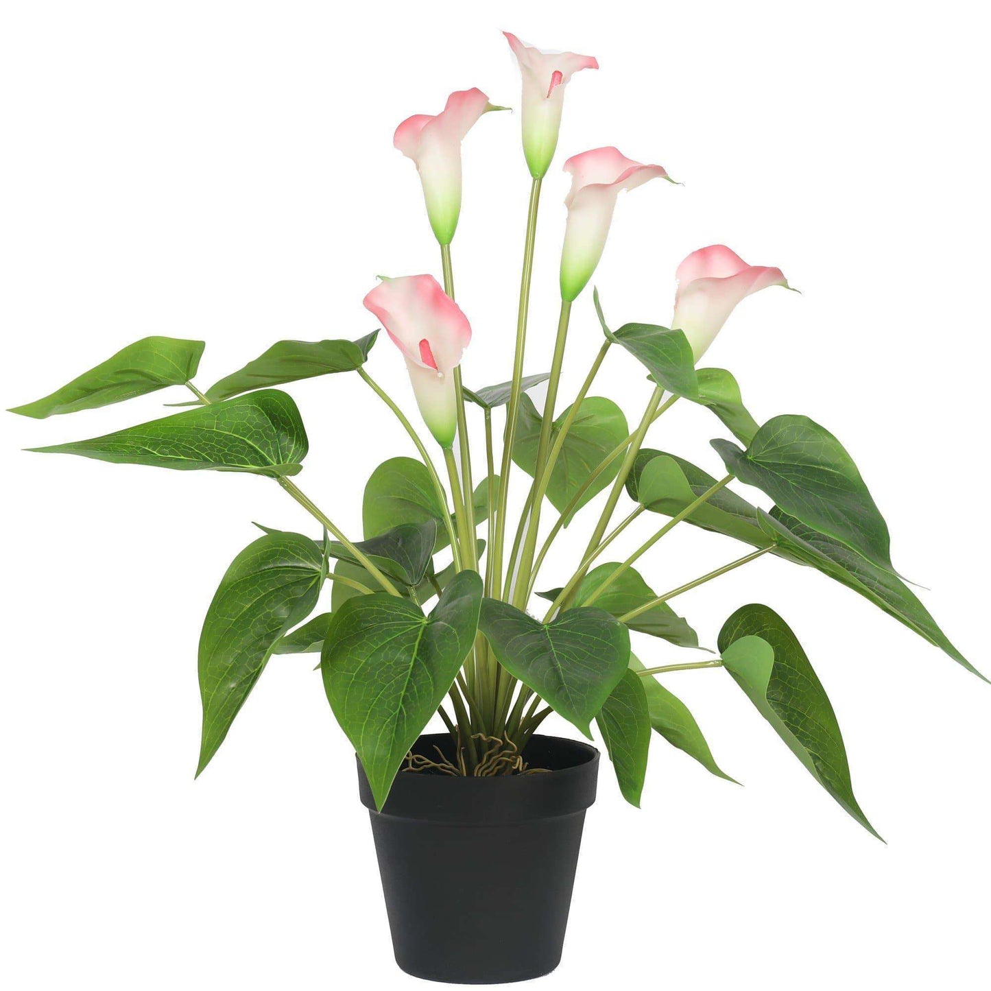 Artificial Flowering White & Pink Peace Lily 50cm